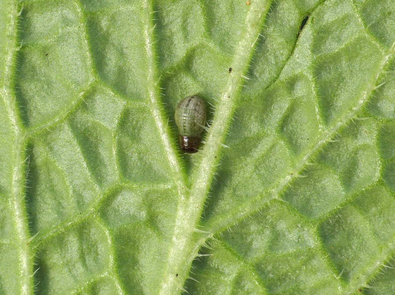 Larva di Chrysomelidae?